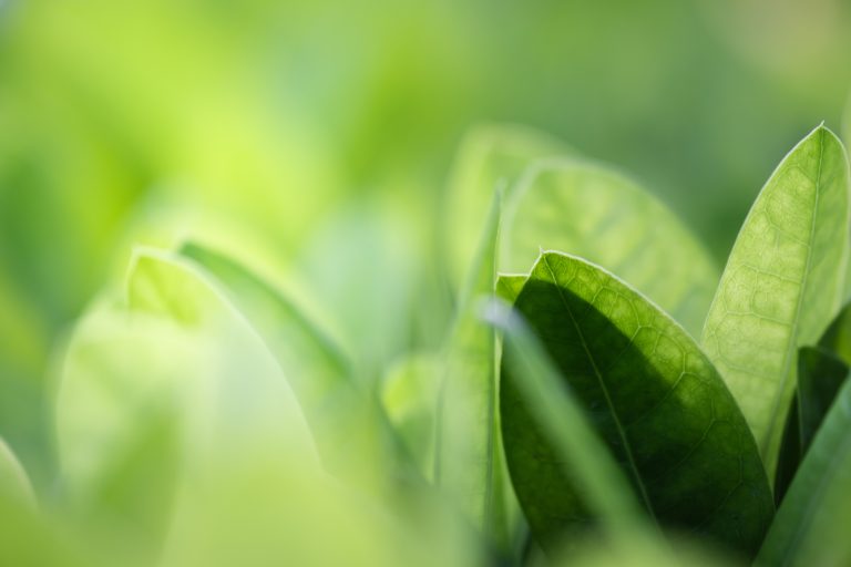 Close up beautiful view of nature green leaves on blurred greenery tree background with sunlight in public garden park. It is landscape ecology and copy space for wallpaper and backdrop.