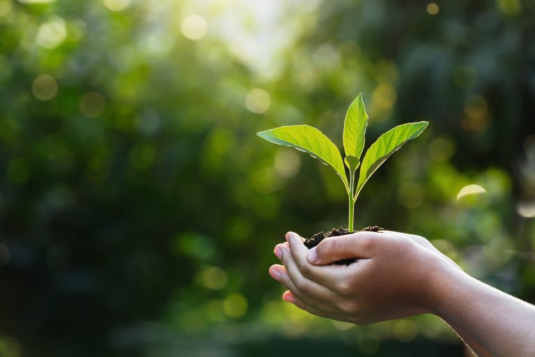 hand children holding young plant with sunlight on green nature background. concept eco earth day
