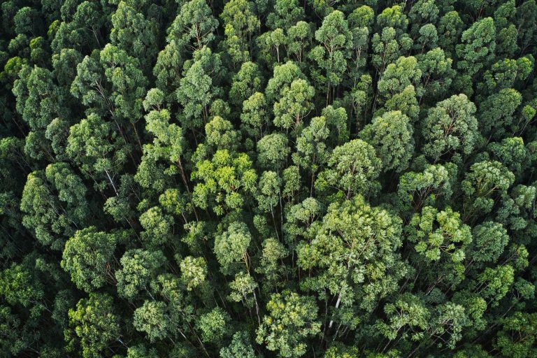 An overhead aerial shot of a thick forest with beautiful trees and greenery