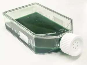 Microalgen-01