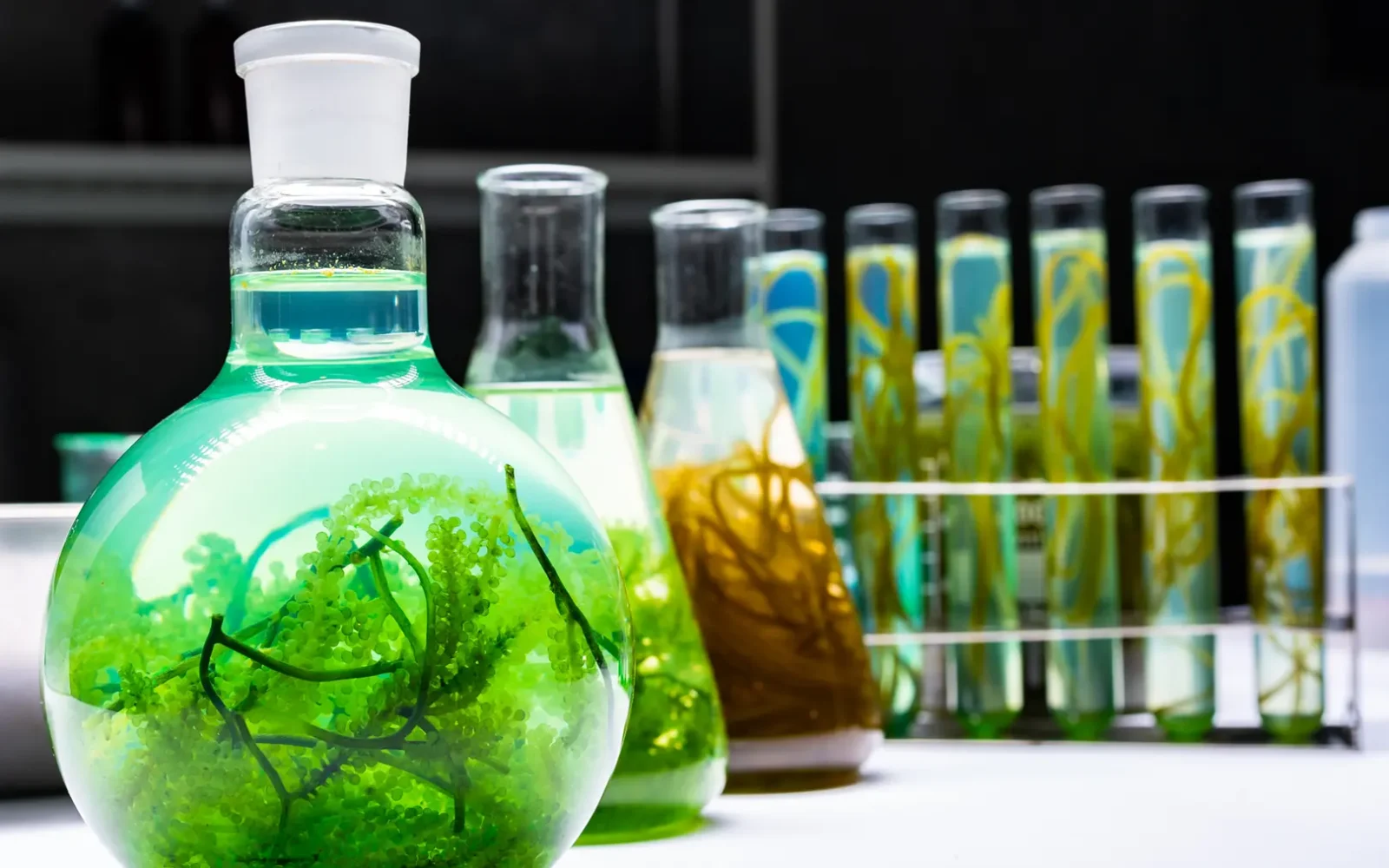 green-alga-laboratory-research-alternative-biofue-2025-03-25-20-14-54-utc